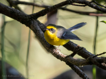 Yellow-bellied fantail