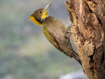 Greater yellownape