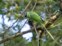 Slaty-headed parakeet