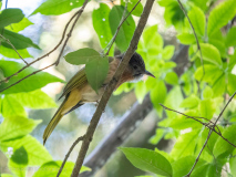 Mountain bulbul