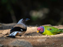 Grey treepie and Plum-headed parakett