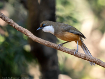 White-throated laughingthrush