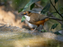 White-throated laughingthrush