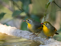 Red-billed leiothrix
