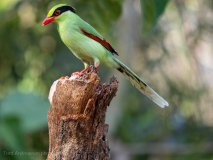 Common green magpie