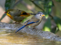Blue-winged minla