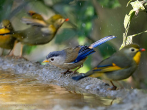 Blue-winged minla