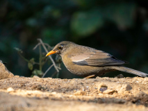 Grey-winged blackbird
