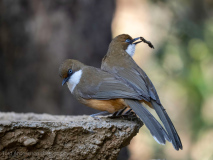 White-throated laughingthrush