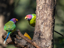 Plum-heded parakeets