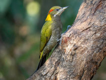 Lesser yellownape