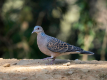 Oriental turtle dove