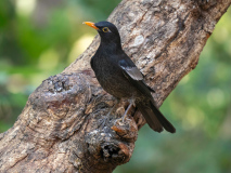 Grey-winged blackbird