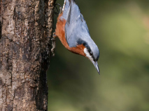 Chestnut-bellied nuthatch