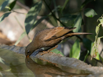 Grey-winged blackbird