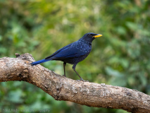 Blue whistling thrush