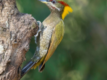 Lesser yellownape