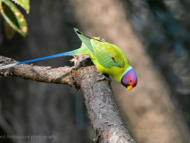 Plum-heded parakeet