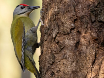 Grey-headed woodpecker