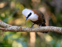White-crested laughingthrush