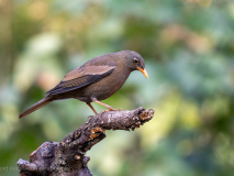 Grey-winged blackbird