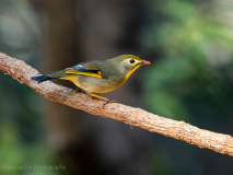 Red-billed leiothrix