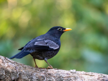 Grey-winged blackbird