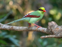 Common green magpie