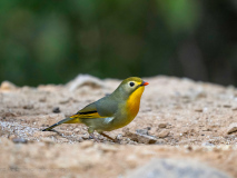 Red-billed leiothrix