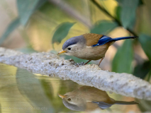 Blue-winged minla