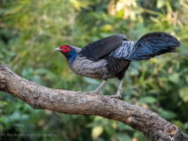 Kalij pheasant