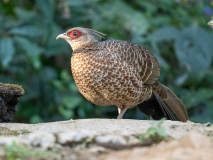Kalij pheasant