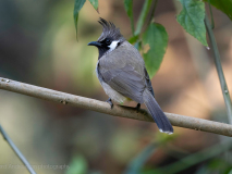 Himalayan bulbul