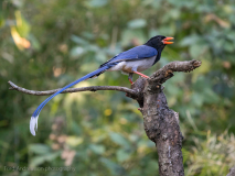 Red-billed blue-magpie