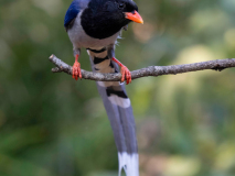 Red-billed blue-magpie