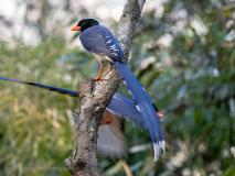 Red-billed blue-magpie