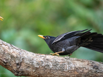 Red-billed blue-magpie