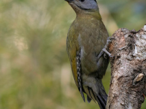 Grey-headed woodpecker