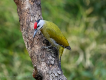 Grey-headed woodpecker