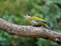 Grey-headed woodpecker
