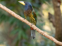 Great barbet