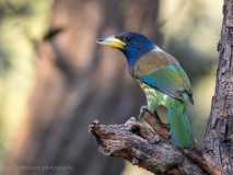 Great barbet