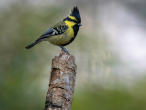 Black-lored tit