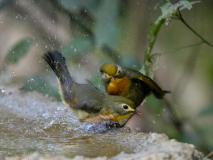 Red-billed leiothrix