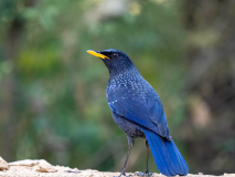 Blue whistling thrush