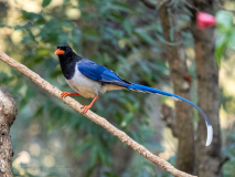 Red-billed blue-magpie