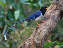 Red-billed blue-magpie