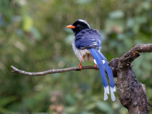 Red-billed blue-magpie