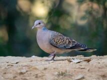 Oriental turtle dove