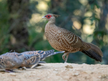 Kalij pheasant